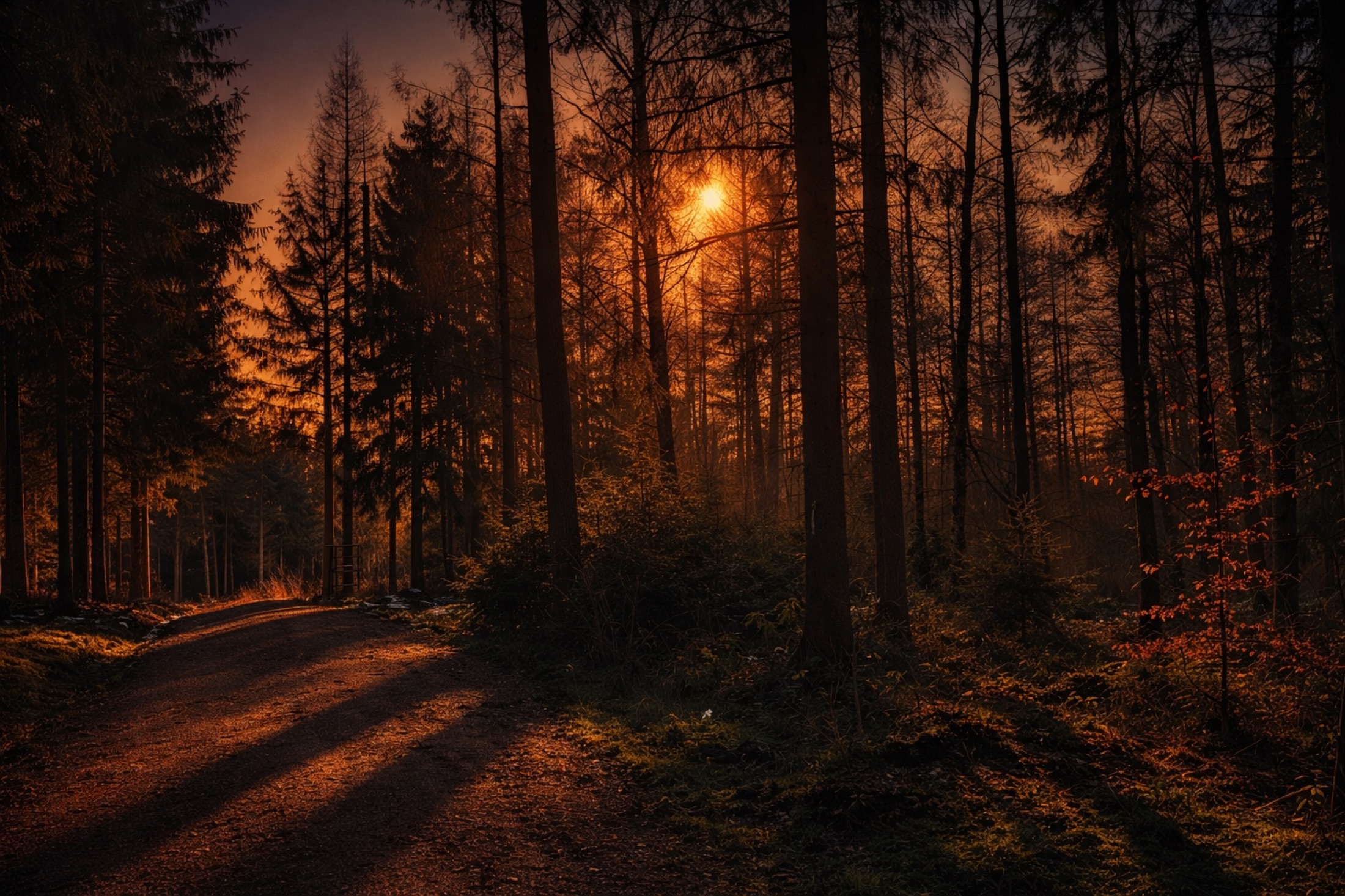Ruhiger Waldweg im Erzgebirge im warmen Abendlicht